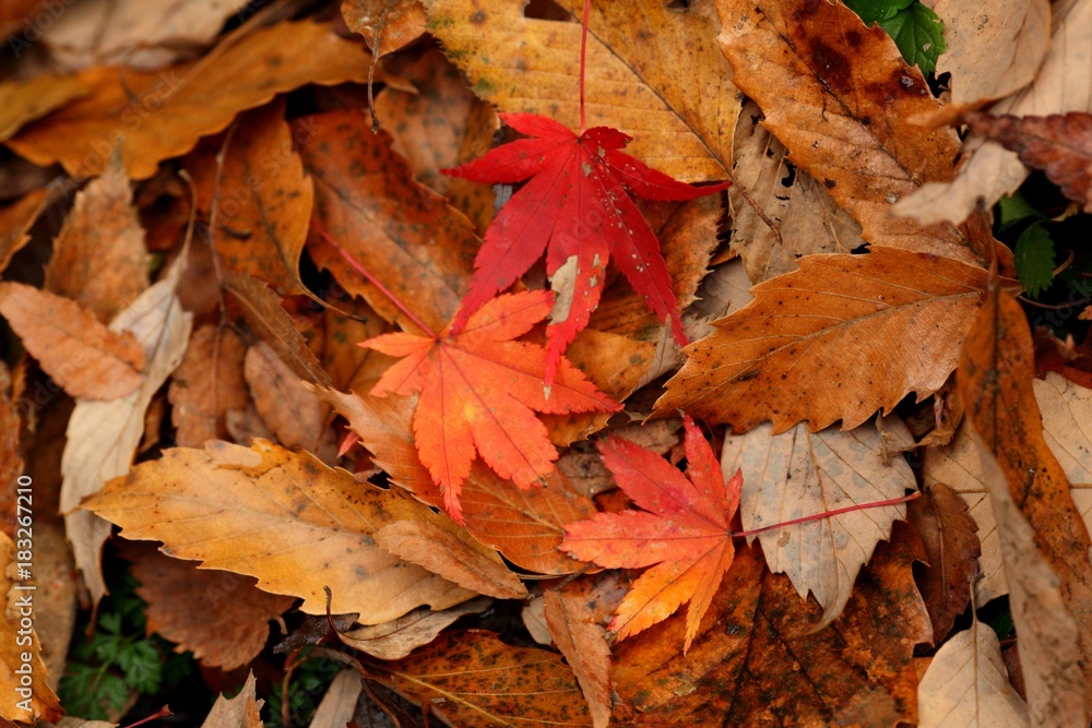 Obraz premium autumn in Takao, Tokyo, Japan