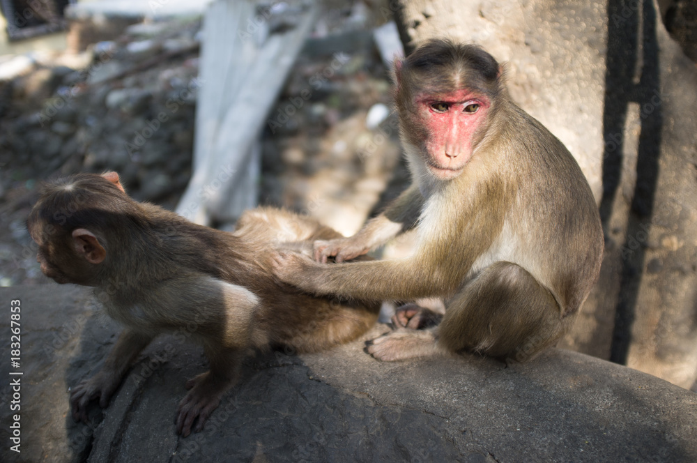 Monkeys grooming, Mumbai india