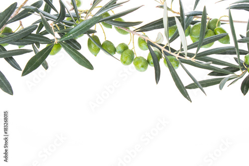 Olive branch with green olives isolated on white background. Olive branches hanging down from above. Green olives with leaves. Copy space. © Artem