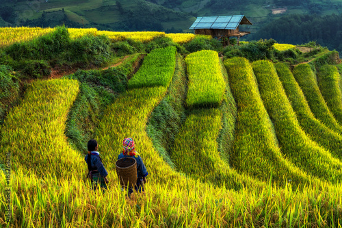 Two undefined Vietnamese Hmong are walking in the fantastic landscape of rice field terrace for prepare harvest when sunrise at Northwest Vietnam. Mu Cang Chai, Yen Bai province, Vietnam photo