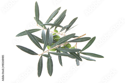 Olive branch with green olives isolated on white background. Green olives with leaves. Copy space. © Artem