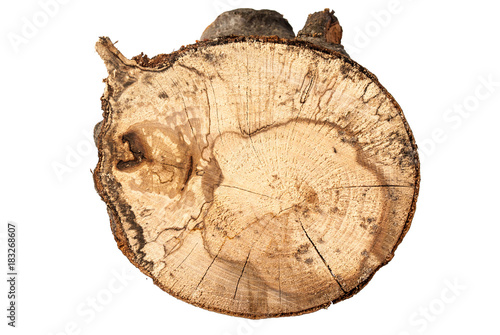Texture of beech tree and stump isolated on white background