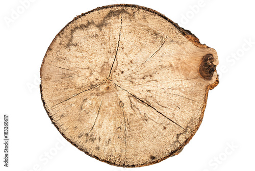 Beech tree stump round cut with rings isolated on white background form top view