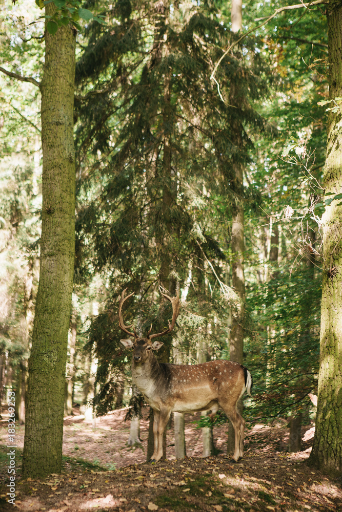 Fototapeta premium A beautiful wild deer with horns in the autumn forest among the trees.