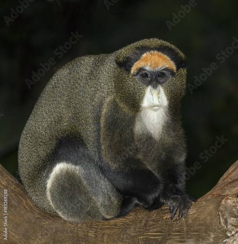 De Brazza's monkey (Cercopithecus neglectus)