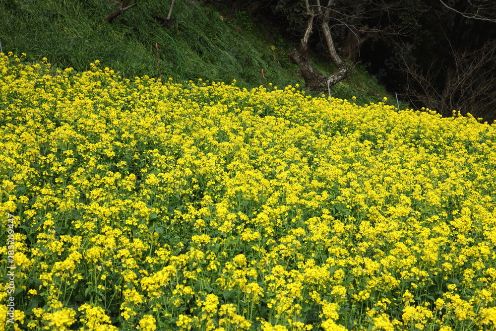 Fototapeta premium Spring in Boso Peninsula, Japan 