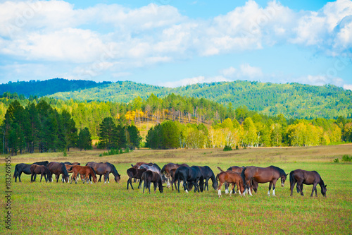 Fototapeta Naklejka Na Ścianę i Meble -  grazing horses at pasture