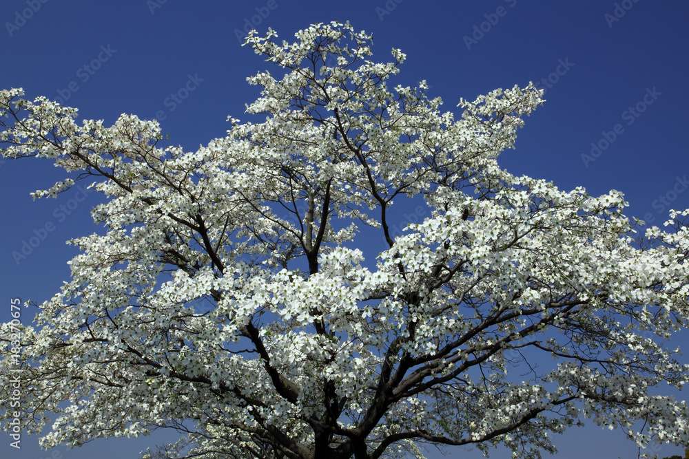 Spring at Showa Memorial Park, Tokyo, Japan