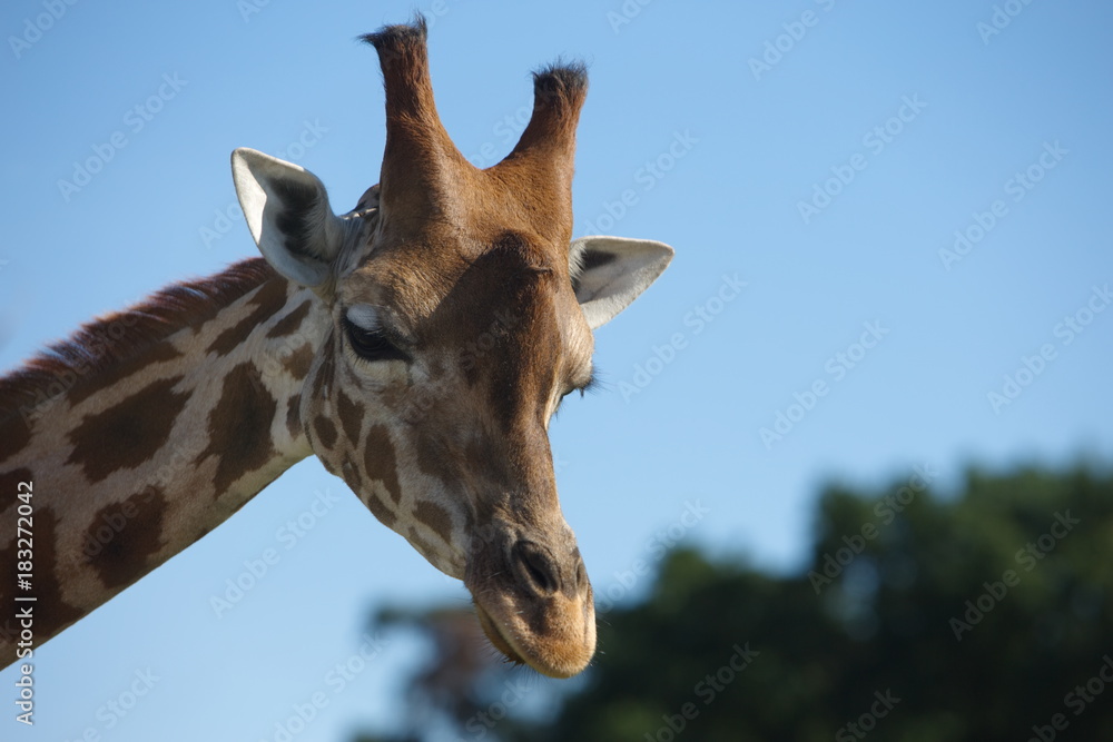 Giraffe Giraffe
