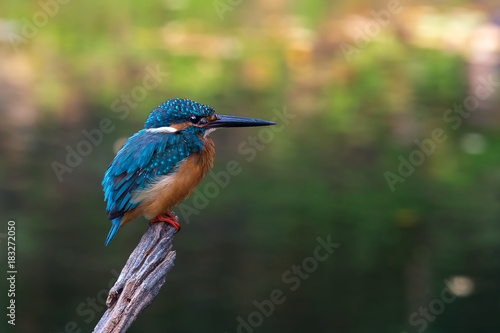 Common kingfisher © siwadon