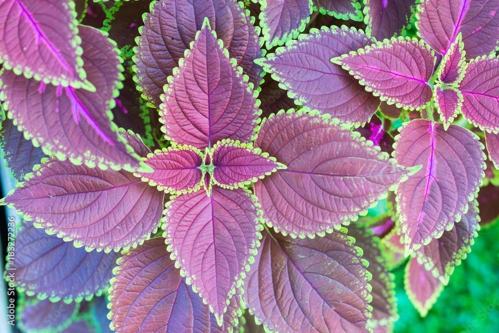 colors of the leaves ornamental plants