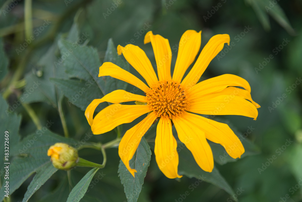Fototapeta premium Mexican sunflower weed, tithonia diversifolia
