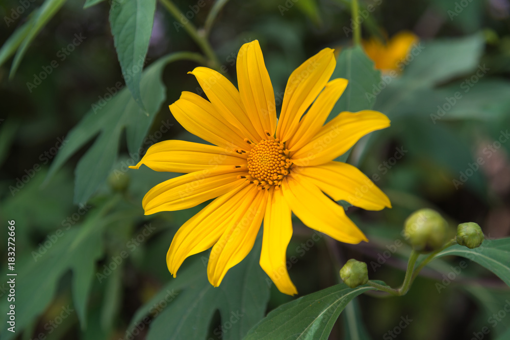 mexican sunflower weed, tithonia diversifolia mexican sunflower weed, tithonia diversifolia