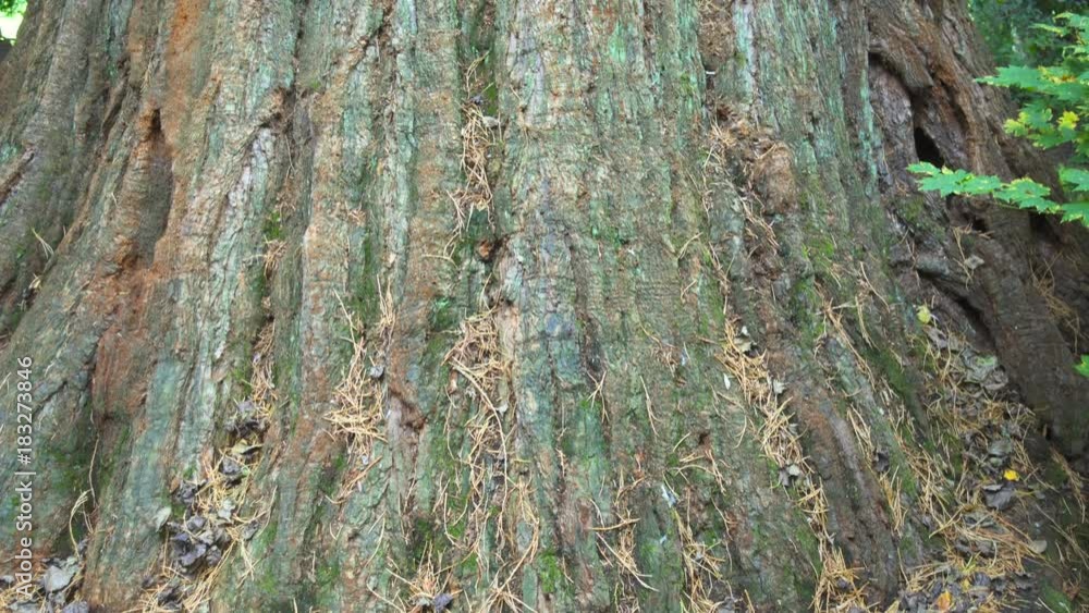 Vertical Pan Shot of the Trunk of Britain's widest conifer tree, giant redwood, in Cluny House Gardens, Scotland Vertical Pan Shot of the Trunk of Britain's widest conifer tree, giant redwood, in Cluny House Gardens, Scotland