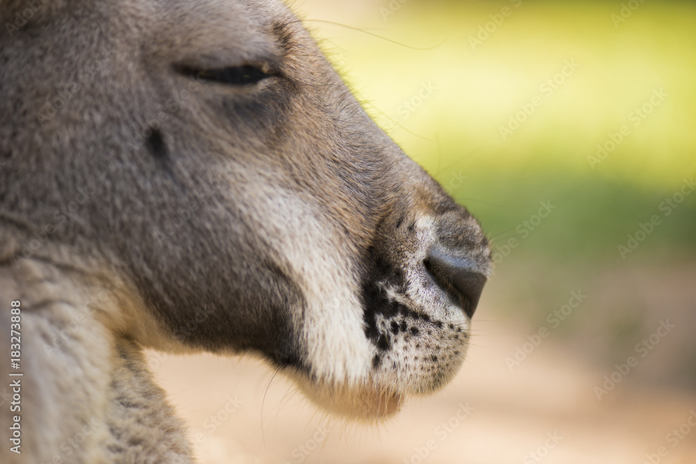 Fototapeta premium Australian kangaroo outdoors during the day time.