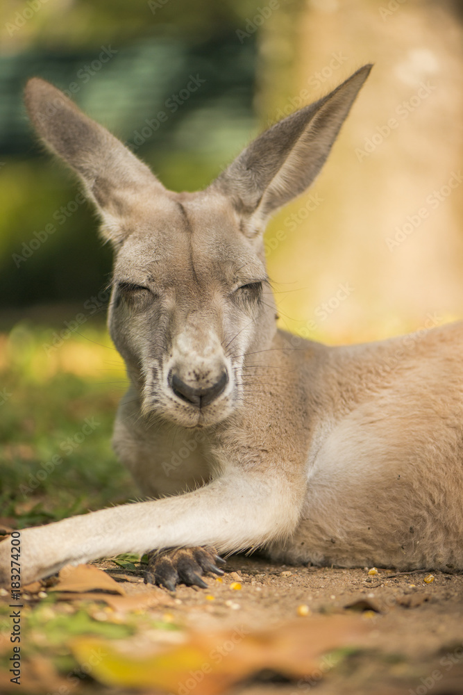 Australian kangaroo outdoors during the day time. Australian kangaroo outdoors during the day time.