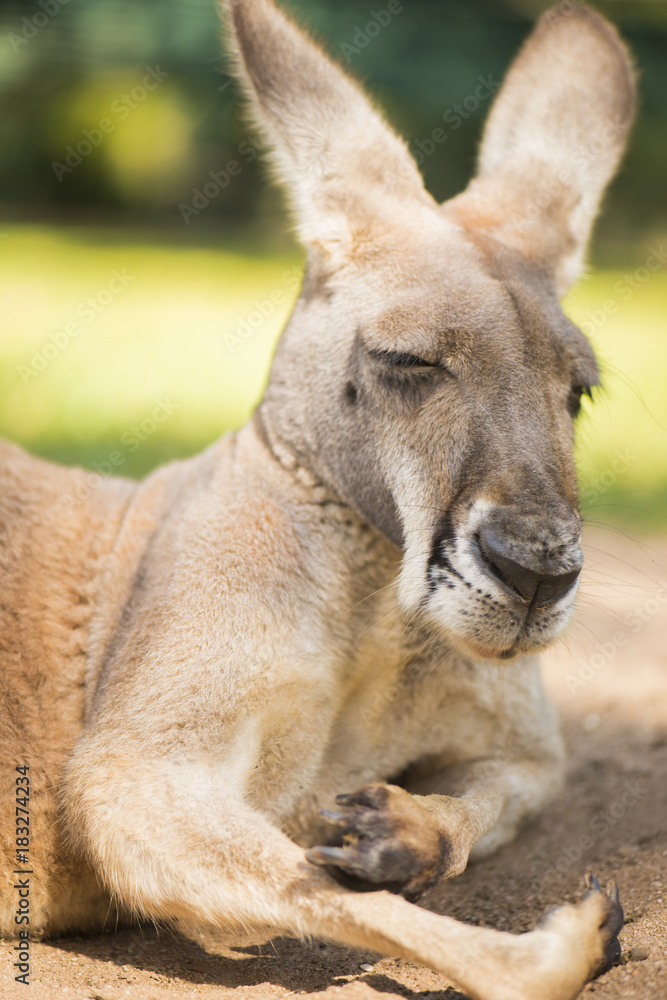 Australian kangaroo outdoors during the day time. Australian kangaroo outdoors during the day time.