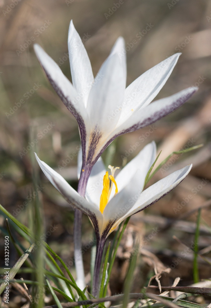 Obraz premium Flower snowdrop