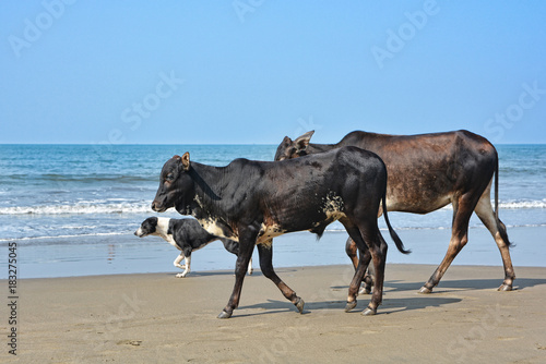 Dog and cow are on the Anjuna beach in North Goa.India