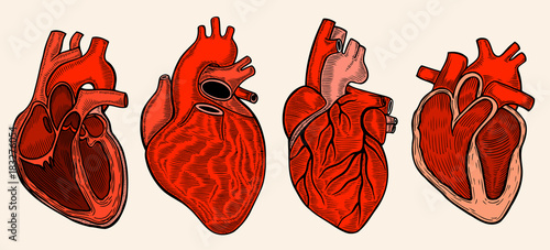 Real heart. Vector illustration
