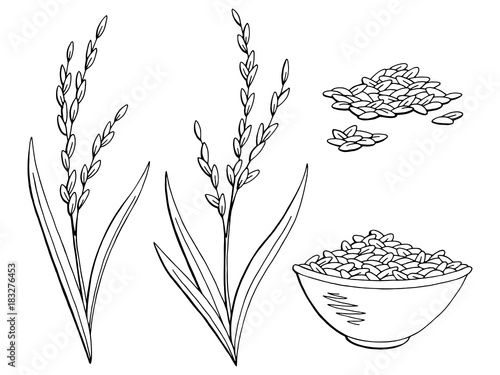 Rice plant graphic black white isolated sketch illustration vector 