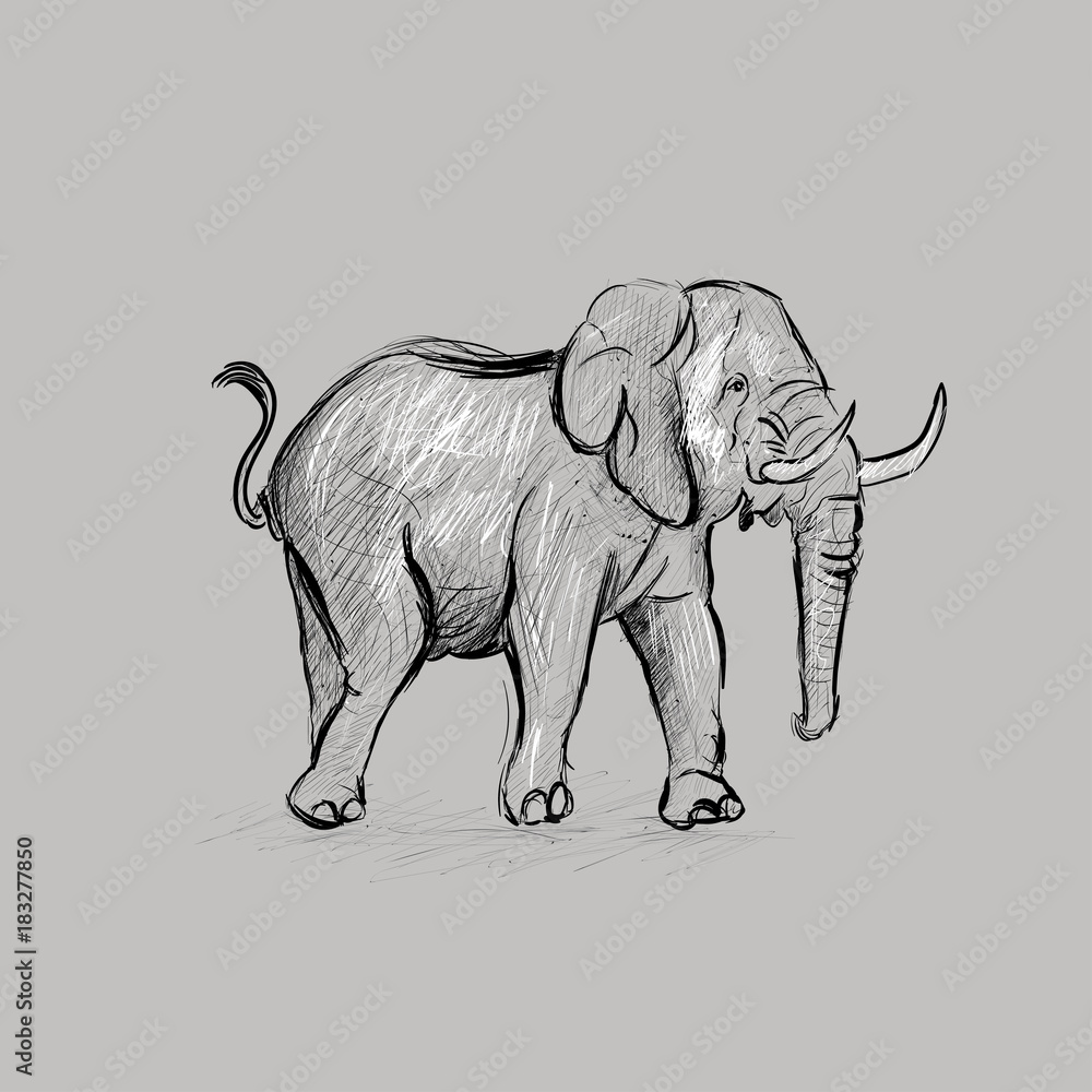 Obraz premium Elephant Sketching Vector Illustration