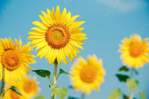 Sunflowers field in Thailand © bohbeh