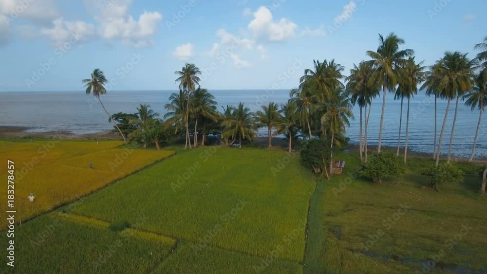 Rice field with yellowish green grass, on the background of blue sea, sky, cloud, landscape.Aerial view: rice plantation near the sea. Terrace rice field from aerial view, ocean,coconut palm