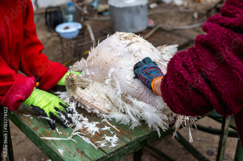 The process of removing feathers from a dead turkey. Slaughter and plucking a turkey.