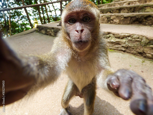 Photography Macaque monkey taking a selfie