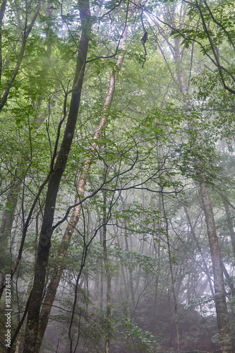 西沢渓谷の森