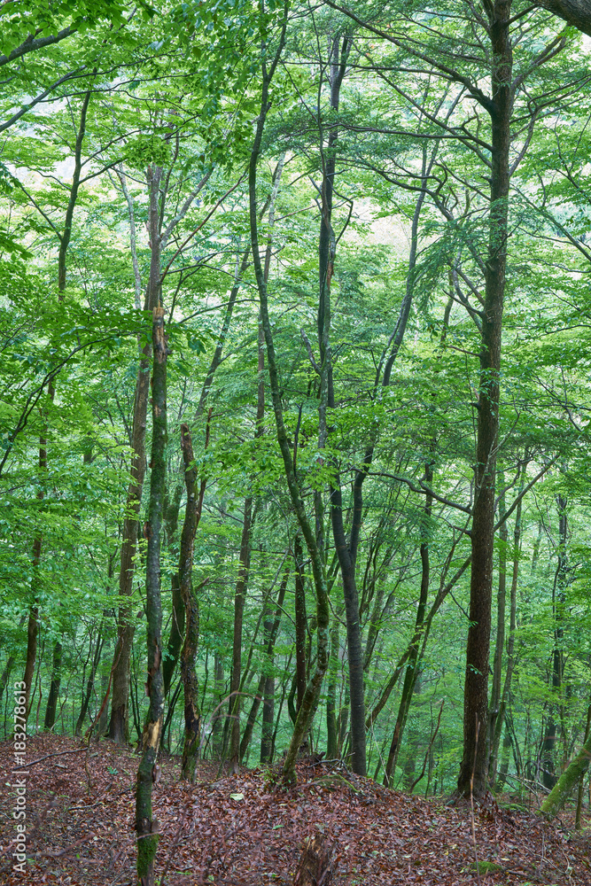 西沢渓谷の森 西沢渓谷の森