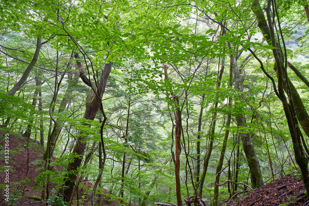 Fototapeta premium 西沢渓谷の森