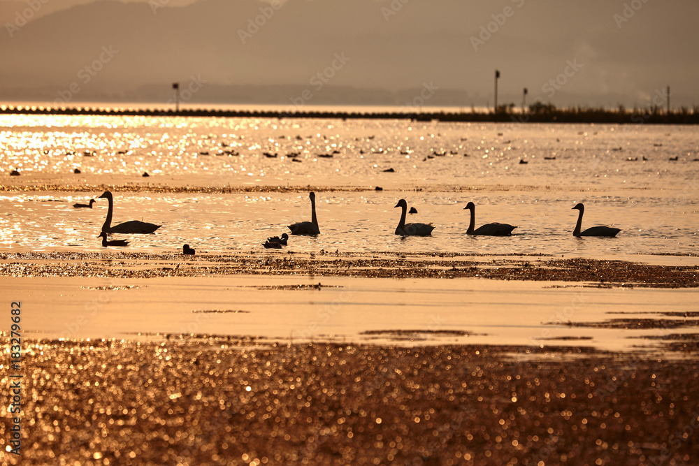 琵琶湖水鳥公園の夕景 琵琶湖水鳥公園の夕景