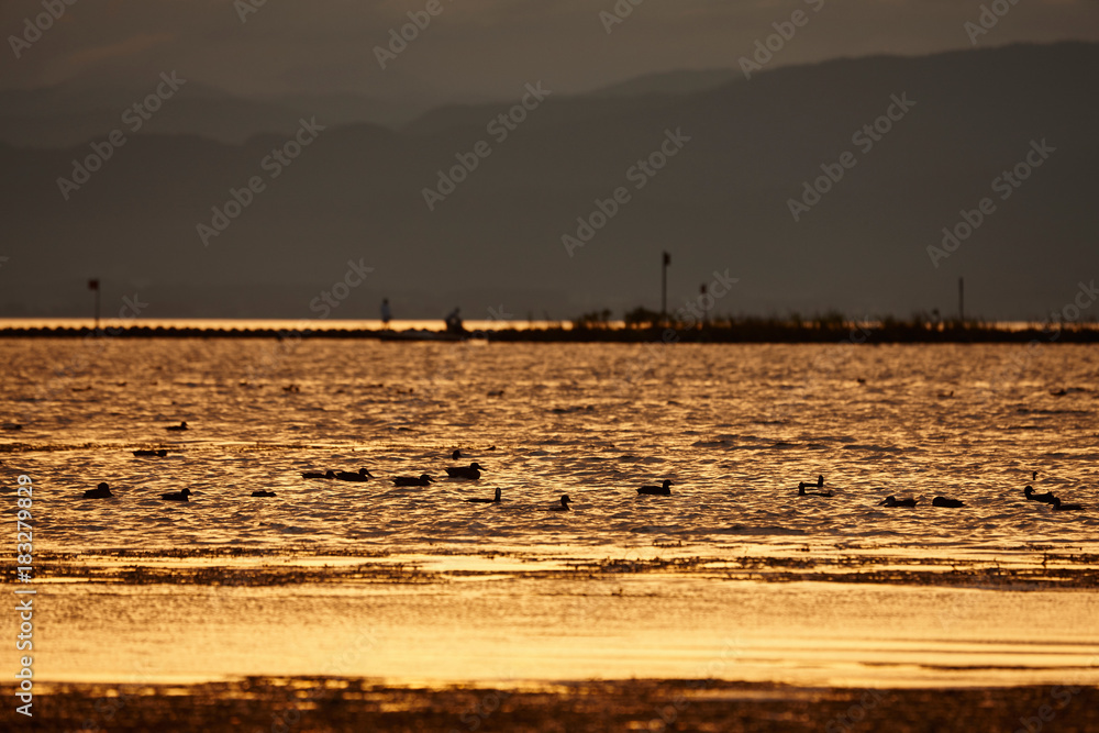 琵琶湖水鳥公園の夕景