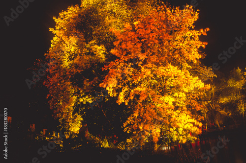 Fototapeta Naklejka Na Ścianę i Meble -  The tree is highlighted in red and orange in the dark. art installation