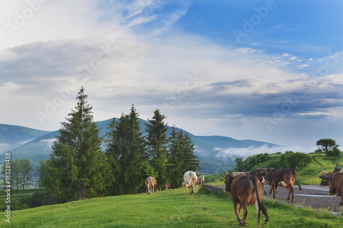 cows graze in the highlands in summer