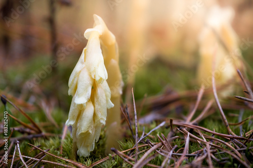 Hypopitys monotropa plant which gets its products through parasitism upon fungi rather than photosynthesis from spruce tree