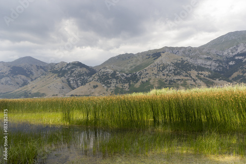 bamboo grove on mountain lake matese park