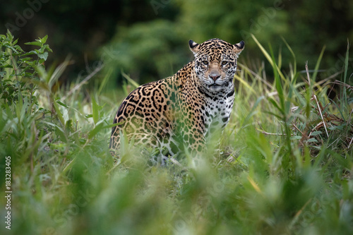 American jaguar female in the nature habitat  panthera onca  wild brasil  brasilian wildlife  pantanal  green jungle  big cats