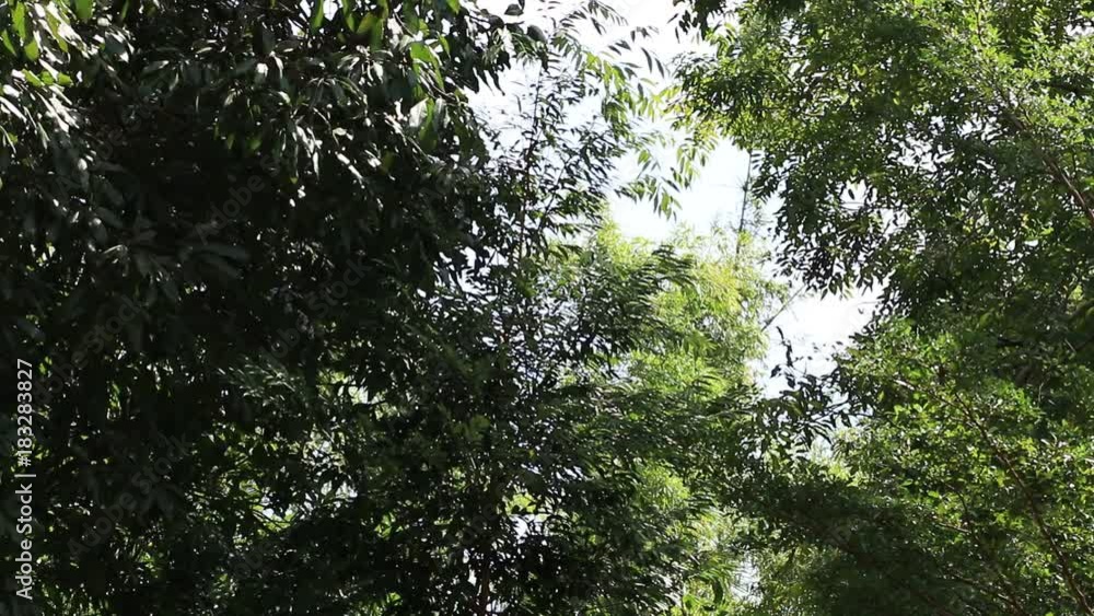 green leaf of tree moving by wind at the forest. green leaf of tree moving by wind at the forest.
