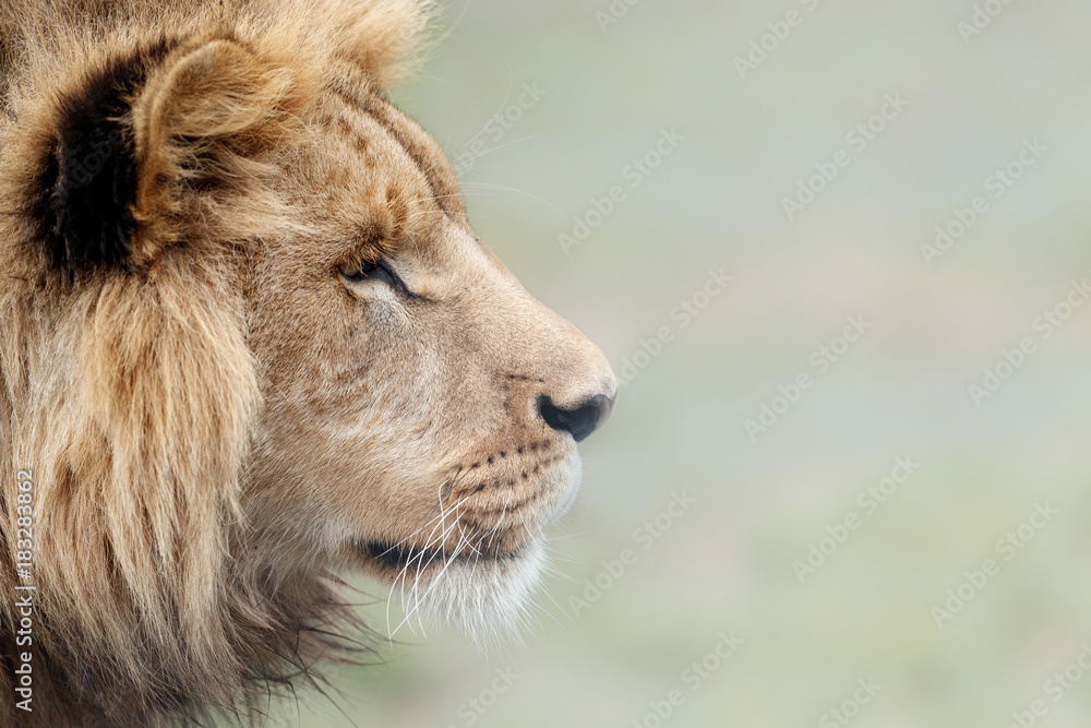 Naklejka premium Beautiful young lion male in close detail. African wildlife behind the bars. Panthera leo. Great predator close up.