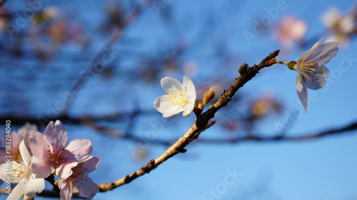 彼岸桜