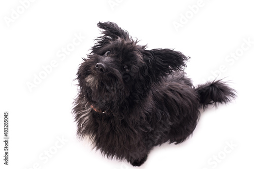 Adorable mixed breed dog isolated on white
