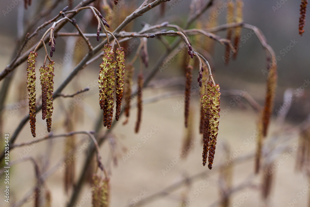 the flowers of the alder (catkins) in spring. flowers Alnus incana the flowers of the alder (catkins) in spring. flowers Alnus incana