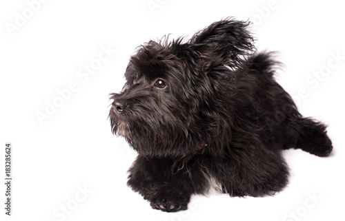 Adorable mixed breed dog isolated on white