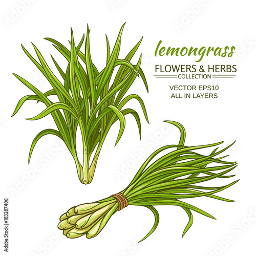 lemongrass vector set
