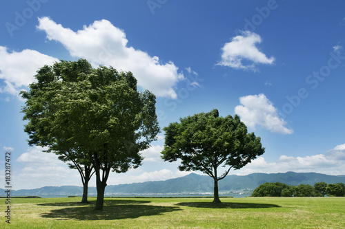 木と芝生の広場 © Harito Ito
