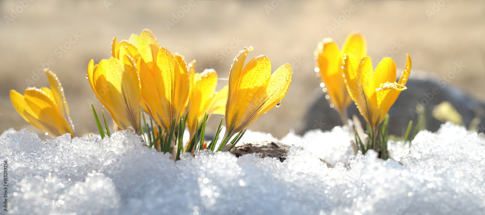 Naklejka premium Krokusy żółty kwiat na słoneczny dzień wiosny na świeżym powietrzu. Piękne pierwiosnki na tle genialnego białego śniegu.