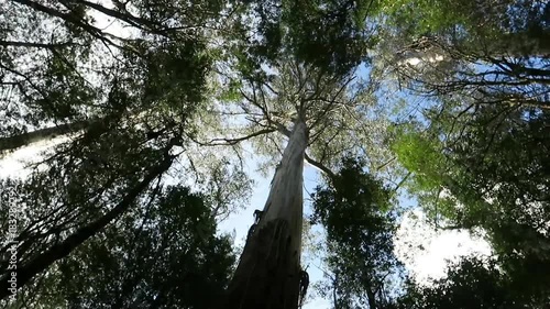 Looking up to large trees in forest with rotating view.